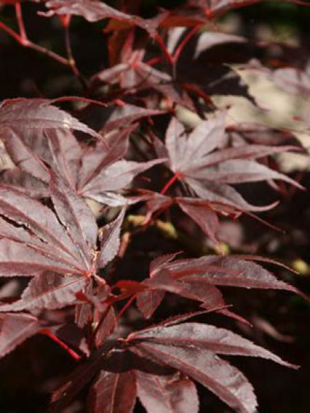 Acer palmatum bloodgood